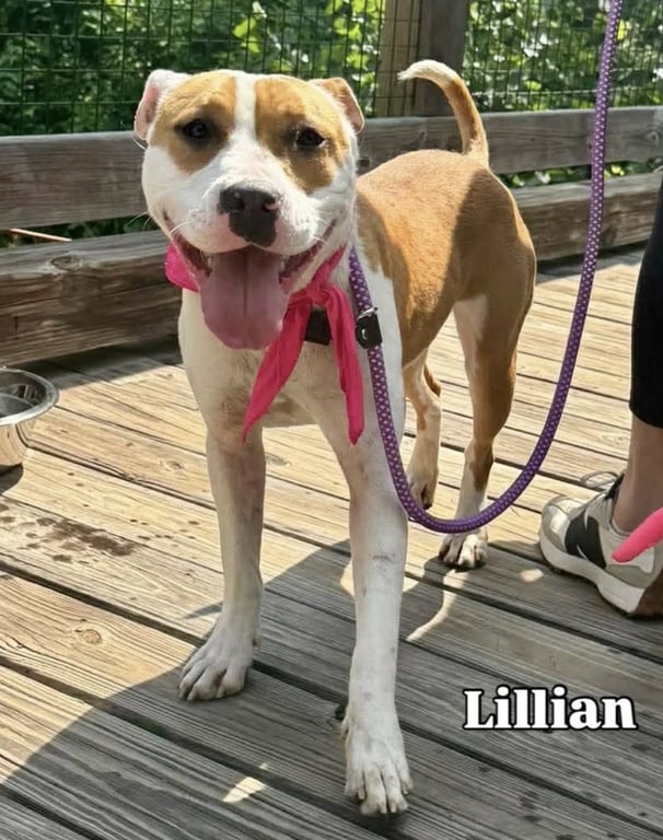 LILLIAN Image