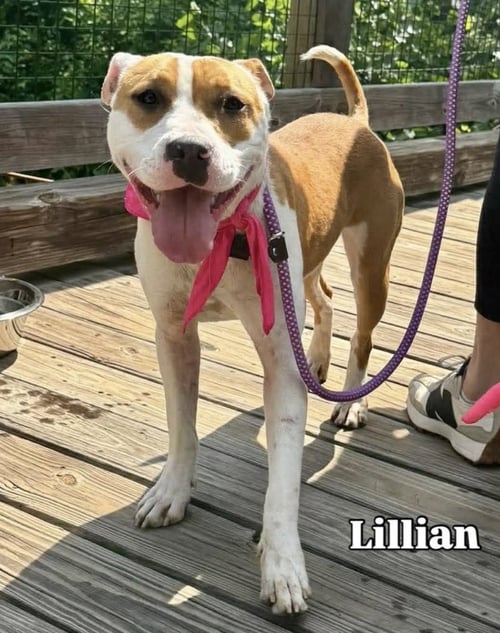 LILLIAN - Terrier available for adoption