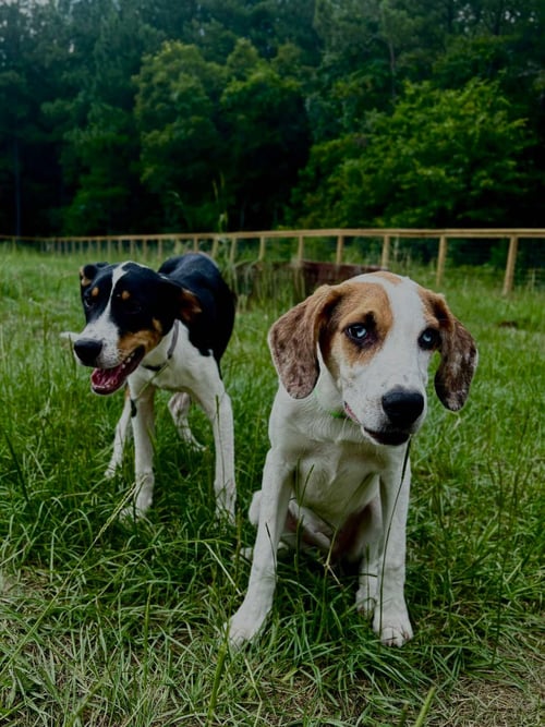 NED FLANDERS - Hound available for adoption