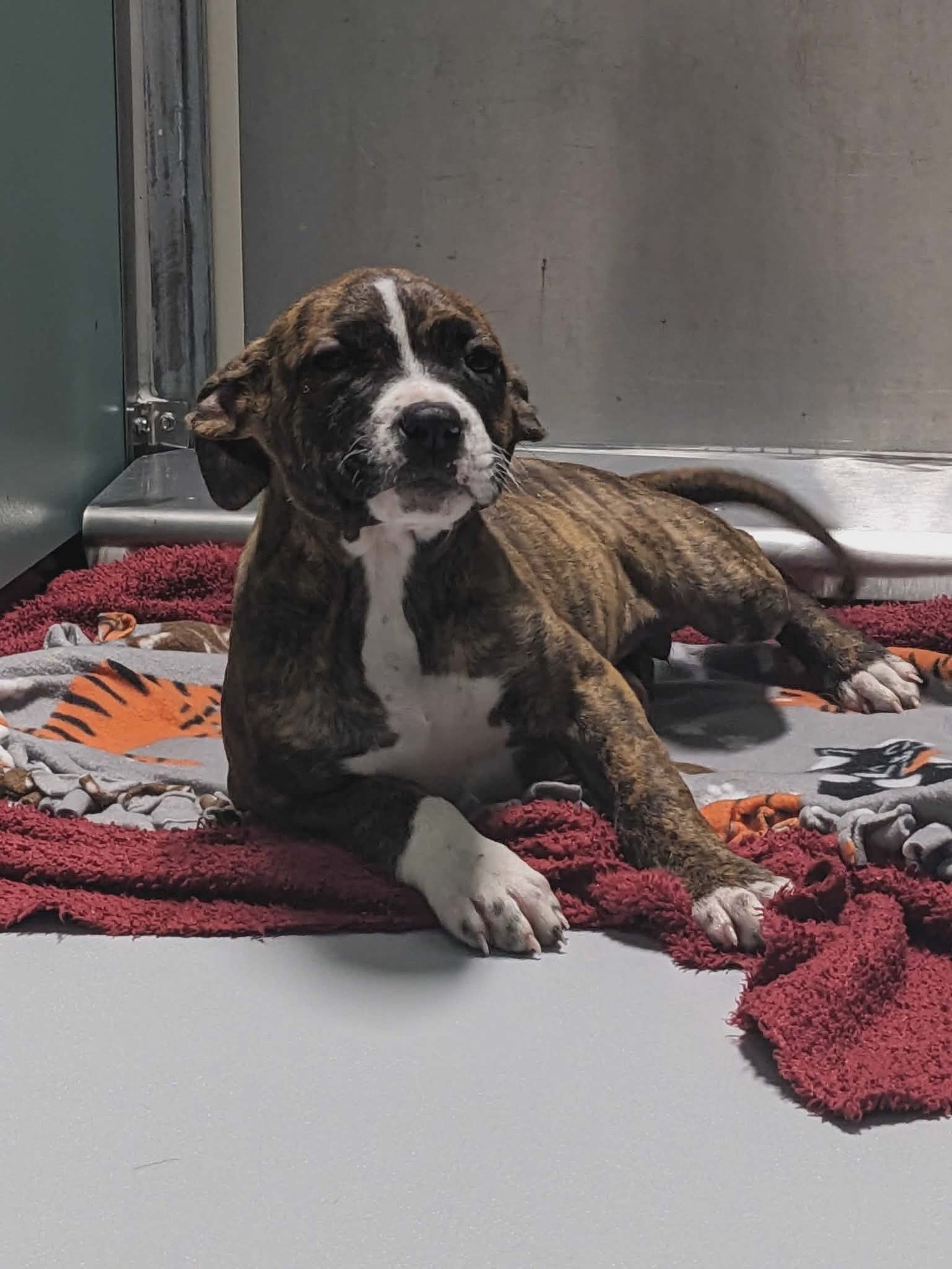 FIONA - Boxer available for adoption