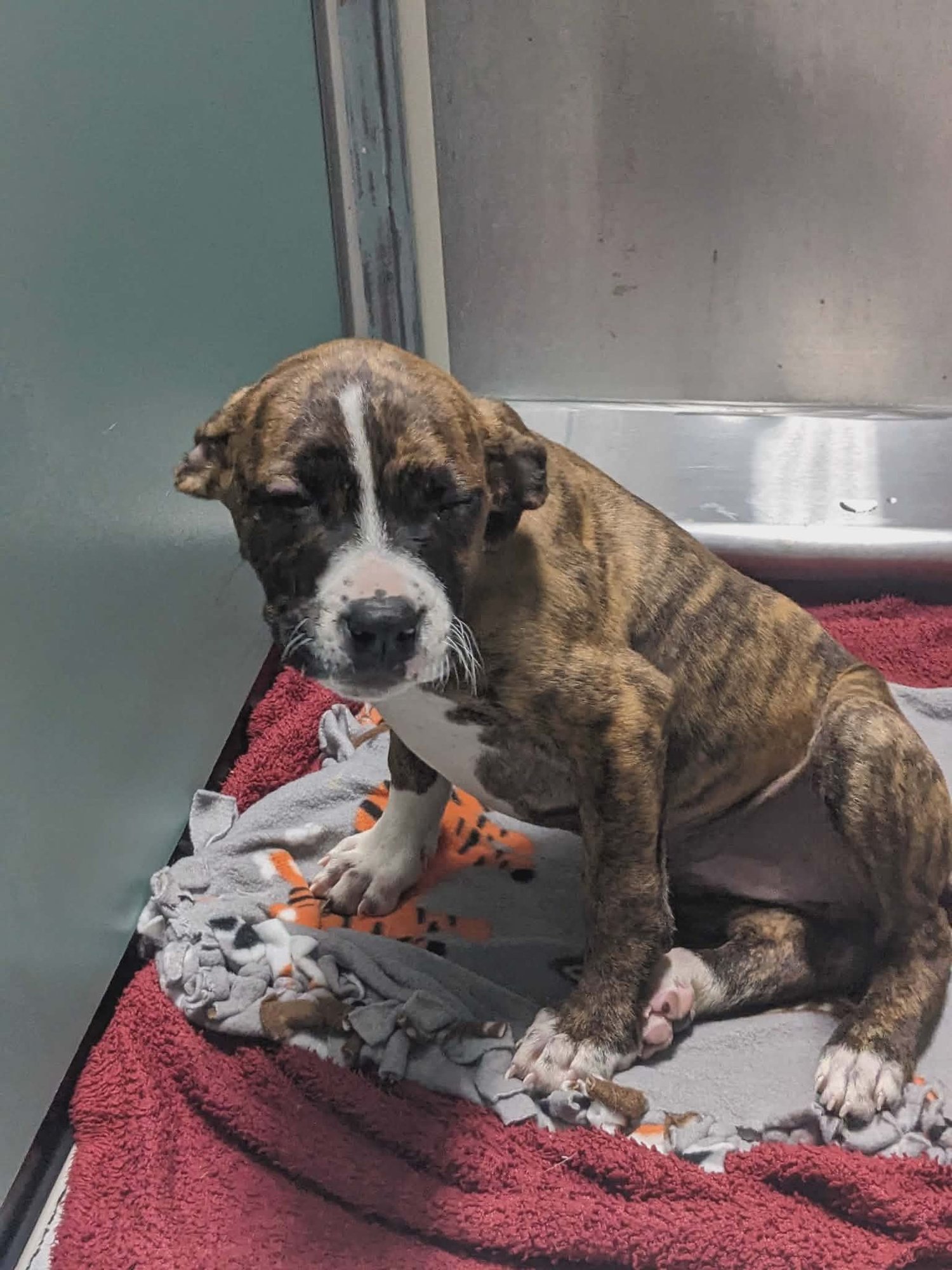 FIONA - Boxer available for adoption