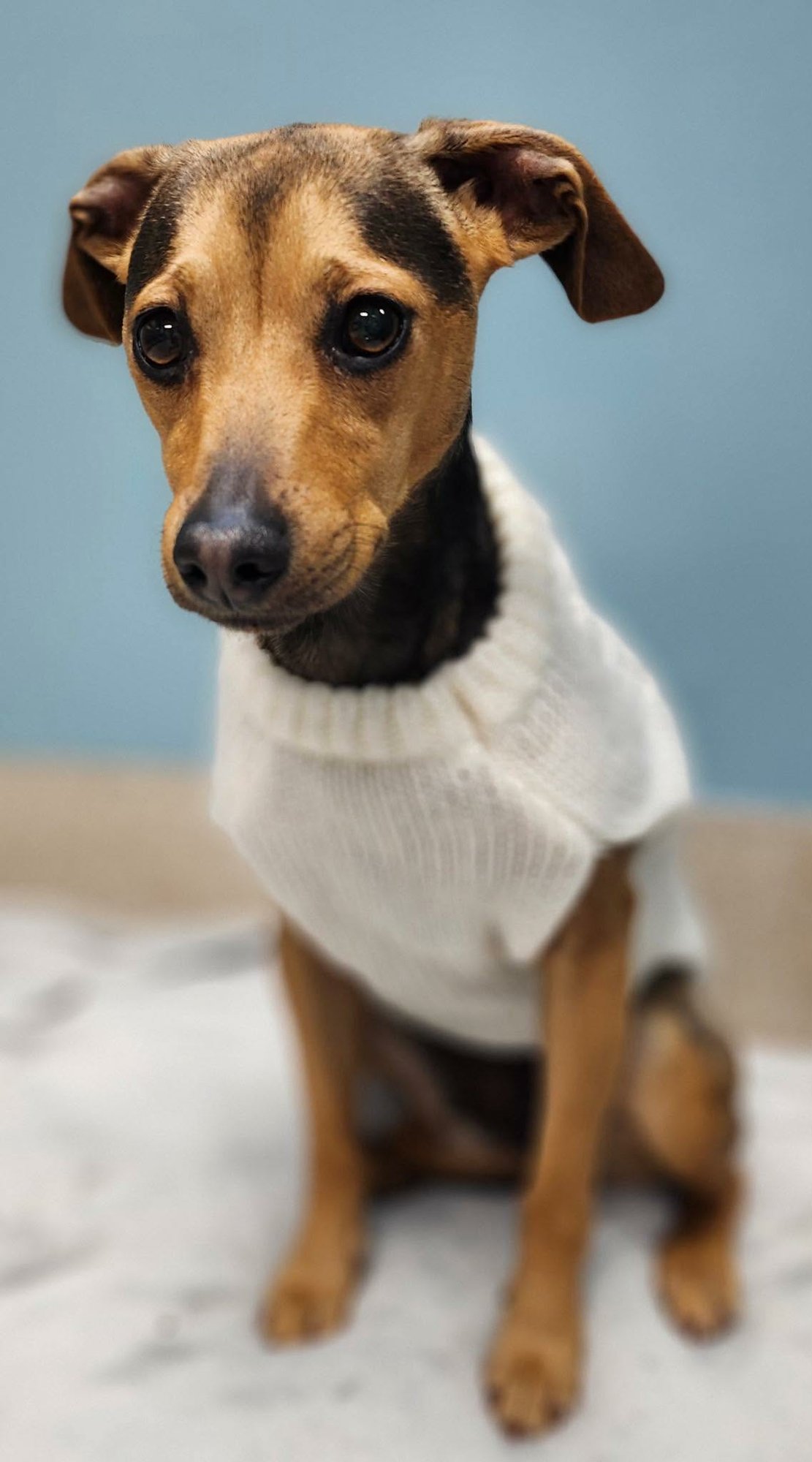 TRIXIE - Unknown available for adoption