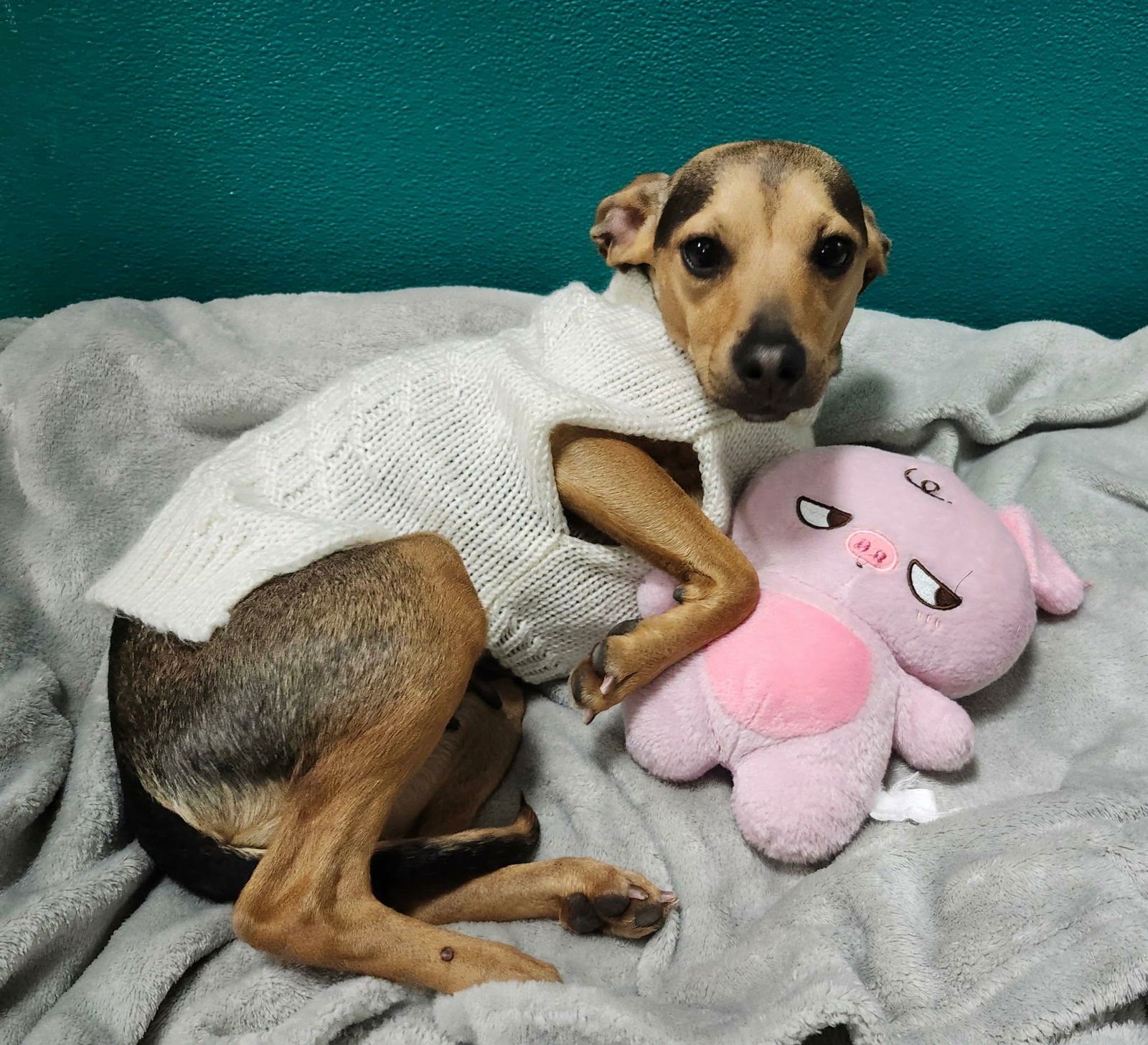 TRIXIE - Unknown available for adoption