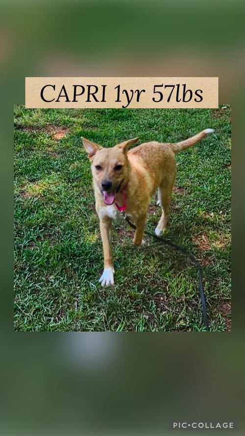 CAPRI - Retriever available for adoption