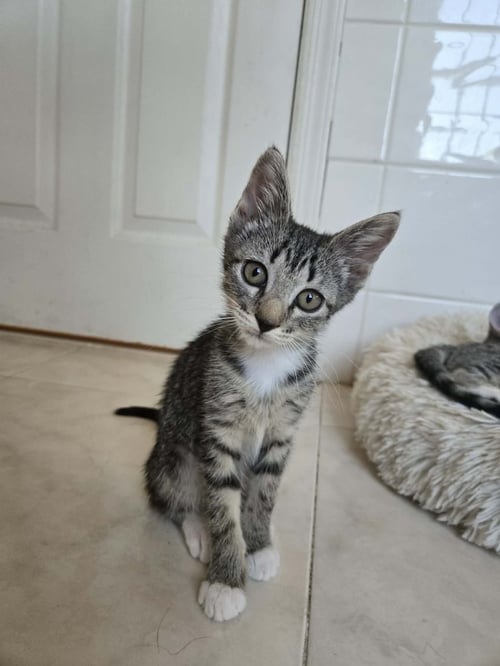 ROMY - Domestic Short Hair available for adoption