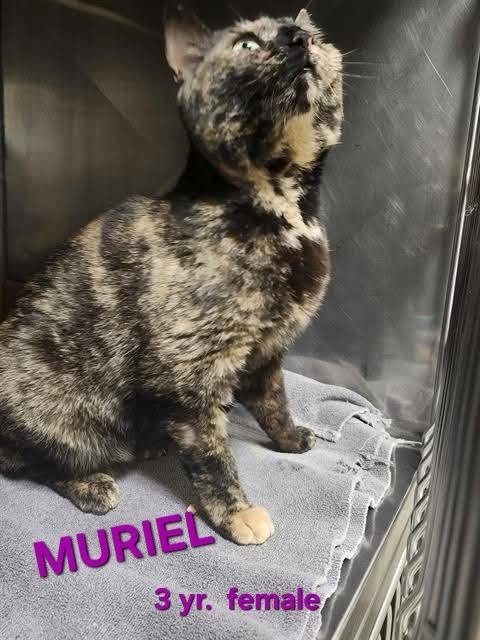 MURIEL - Domestic Short Hair available for adoption
