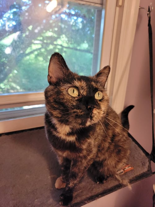 MURIEL - Domestic Short Hair available for adoption