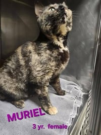 MURIEL - Photo 3