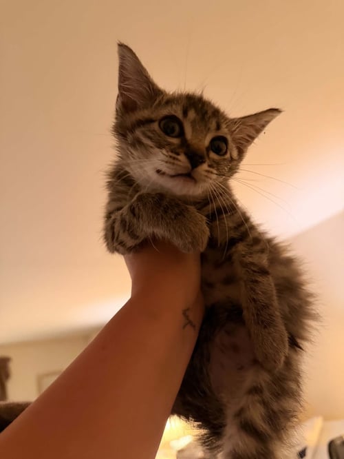 LOU - Domestic Short Hair available for adoption