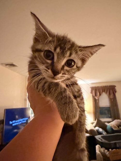 LOU - Domestic Short Hair available for adoption