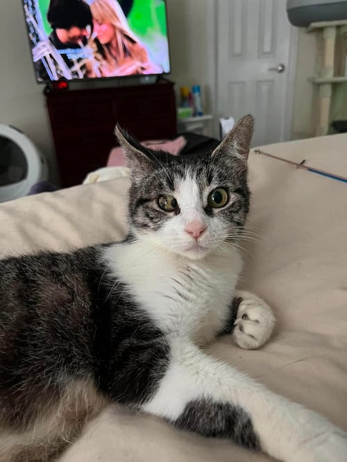 LIBBY - Domestic Short Hair available for adoption