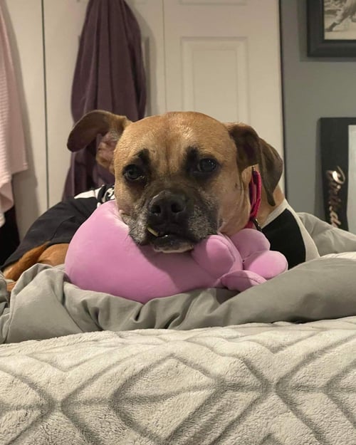 HOLLY - Boxer / Hound available for adoption