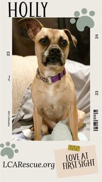 HOLLY - Photo 1