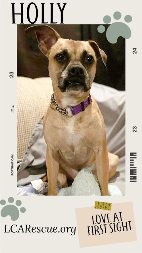 HOLLY - Boxer / Hound available for adoption