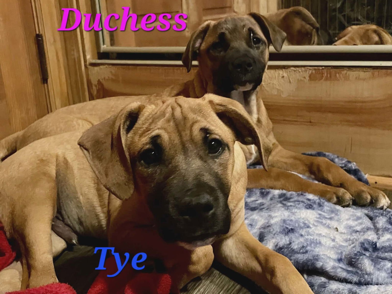 TYE - Unknown available for adoption