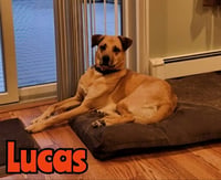 LUCAS - Photo 8