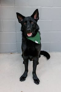 ASHER - Photo 2