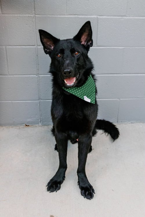 ASHER - German Shepherd Dog available for adoption