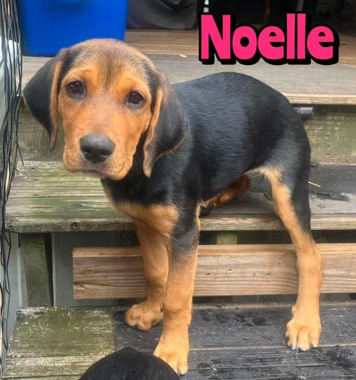 NOELLE - Rottweiler available for adoption