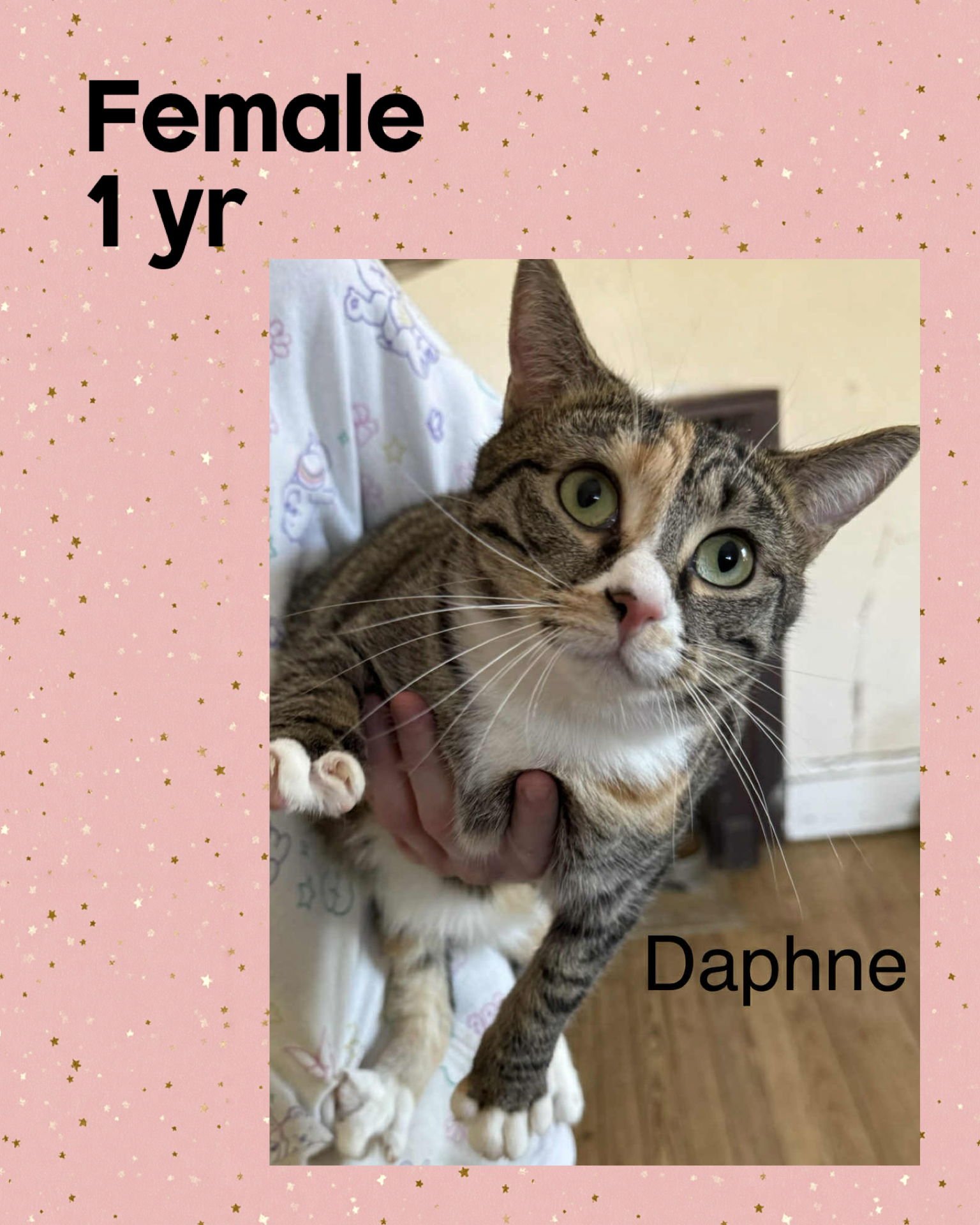 DAPHNE - Domestic Short Hair available for adoption