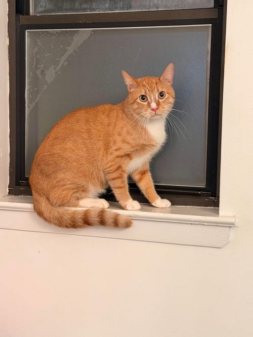 FLOUNDER - Domestic Short Hair available for adoption