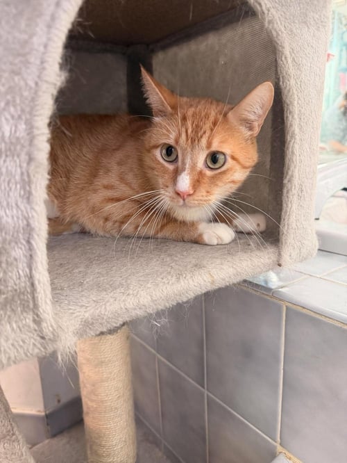 FLOUNDER - Domestic Short Hair available for adoption
