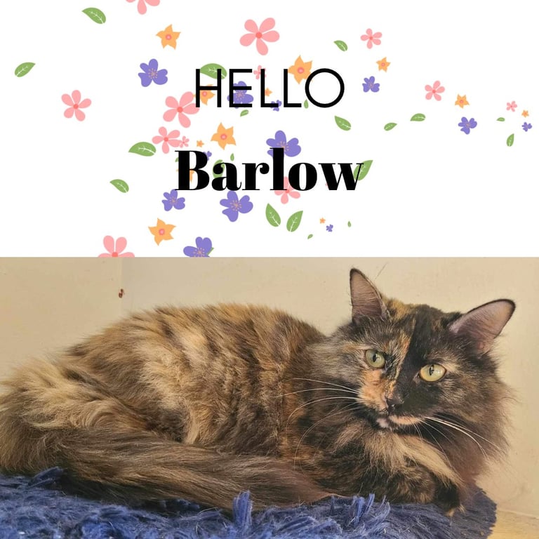 BARLOW Image