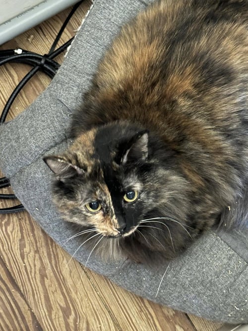 BARLOW - Domestic Long Hair available for adoption