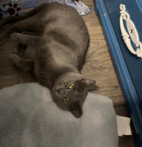 ANGIE - Domestic Short Hair available for adoption