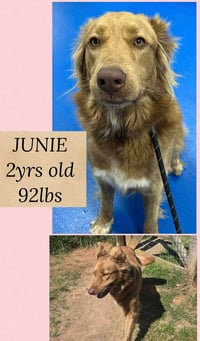JUNIE - Photo 1