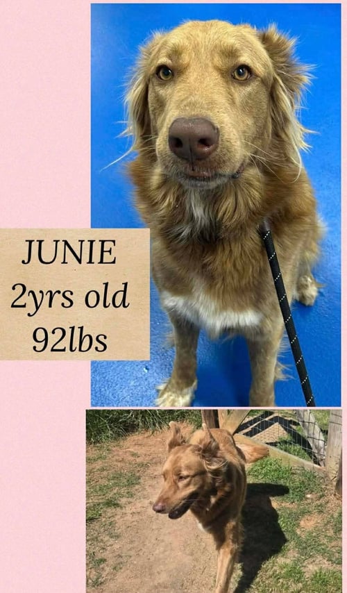 JUNIE - German Shepherd Dog available for adoption