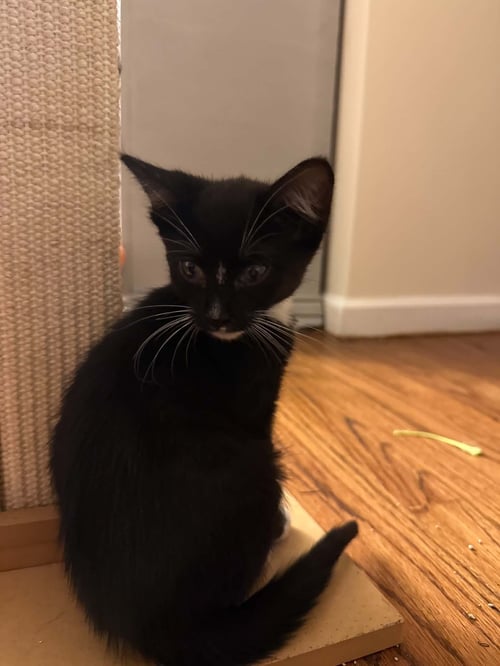 OLIVER - Domestic Short Hair available for adoption