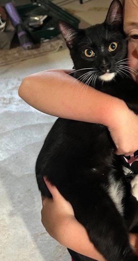OLIVER - Domestic Short Hair available for adoption