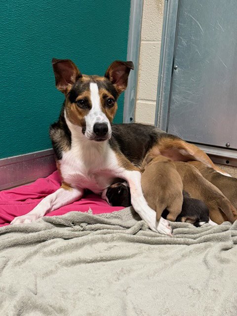 CATALINA - Catahoula Leopard Dog available for adoption