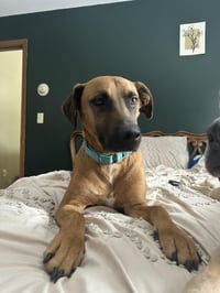 SAMSON - Photo 1