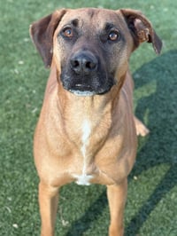 SAMSON - Photo 5