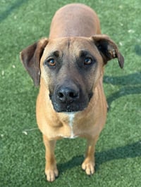 SAMSON - Photo 4