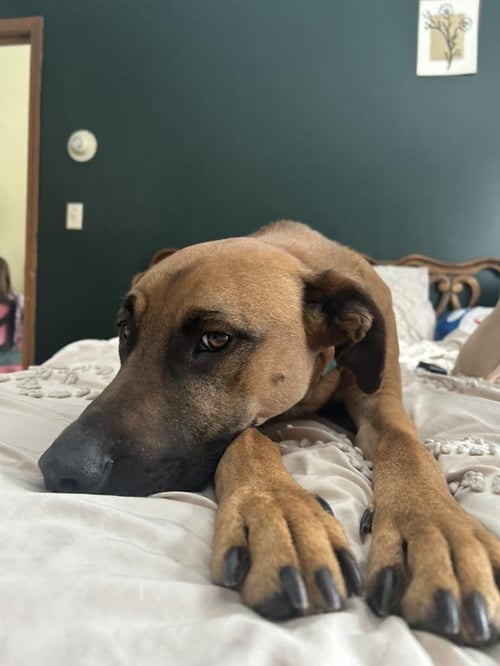 SAMSON - Hound available for adoption