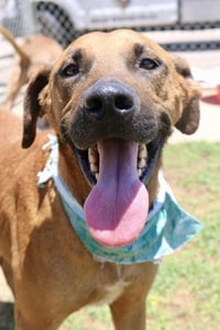 SAMSON - Photo 9