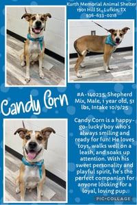 CANDY CORN - Photo 8
