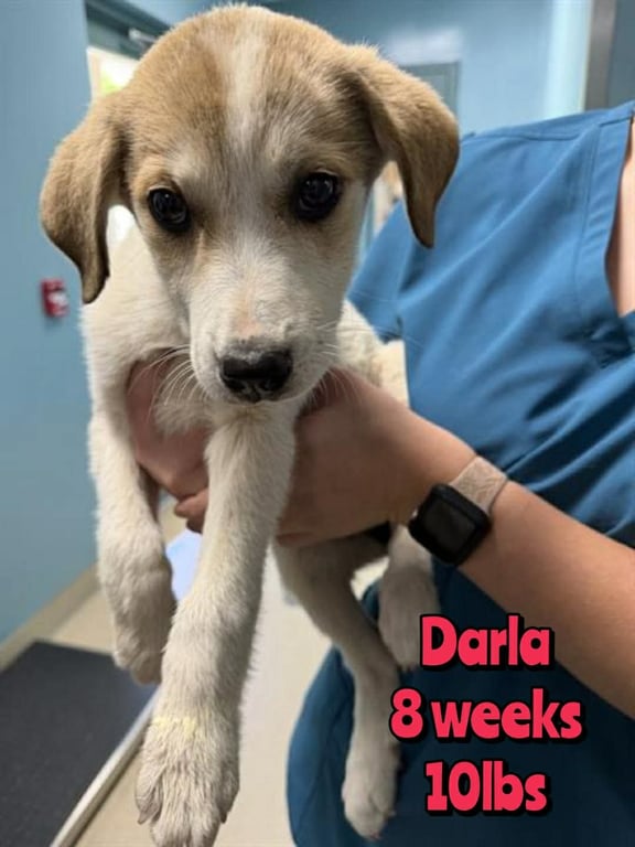 DARLA Image