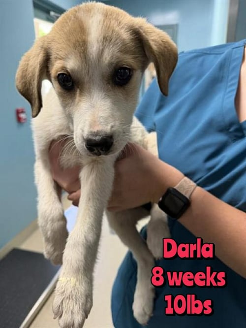 DARLA - Unknown available for adoption