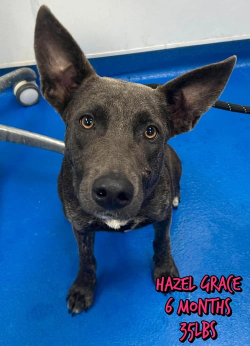 HAZEL GRACE