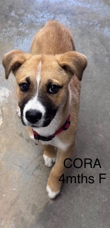 CORA Image