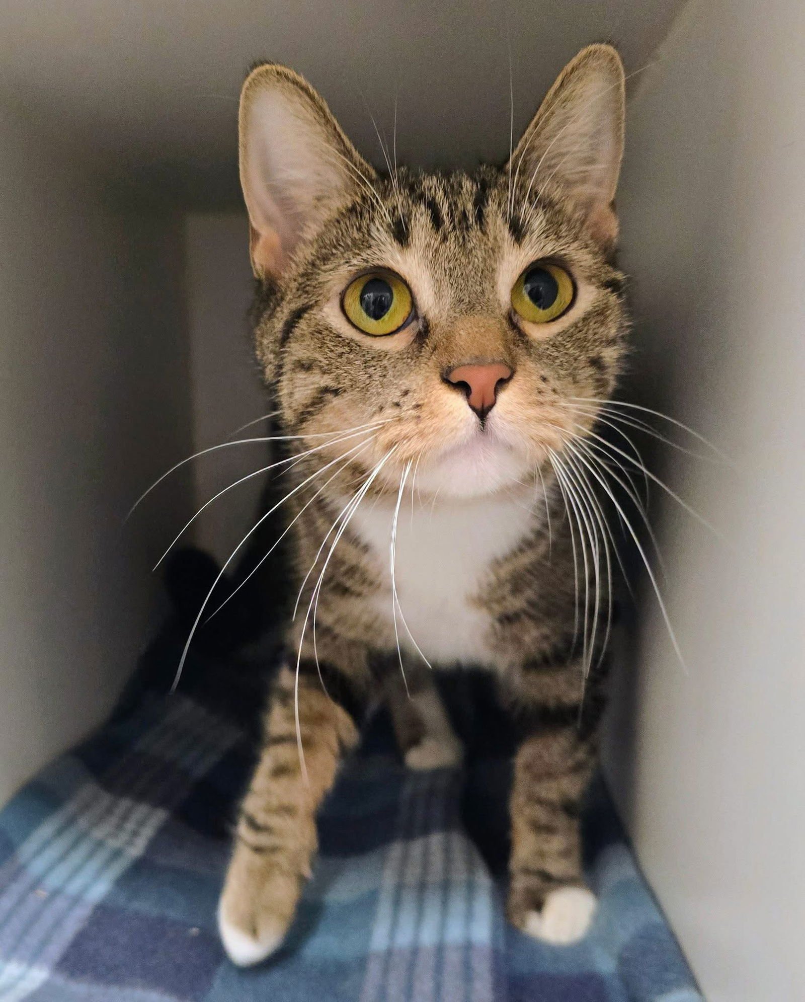 BANANA - Domestic Short Hair available for adoption