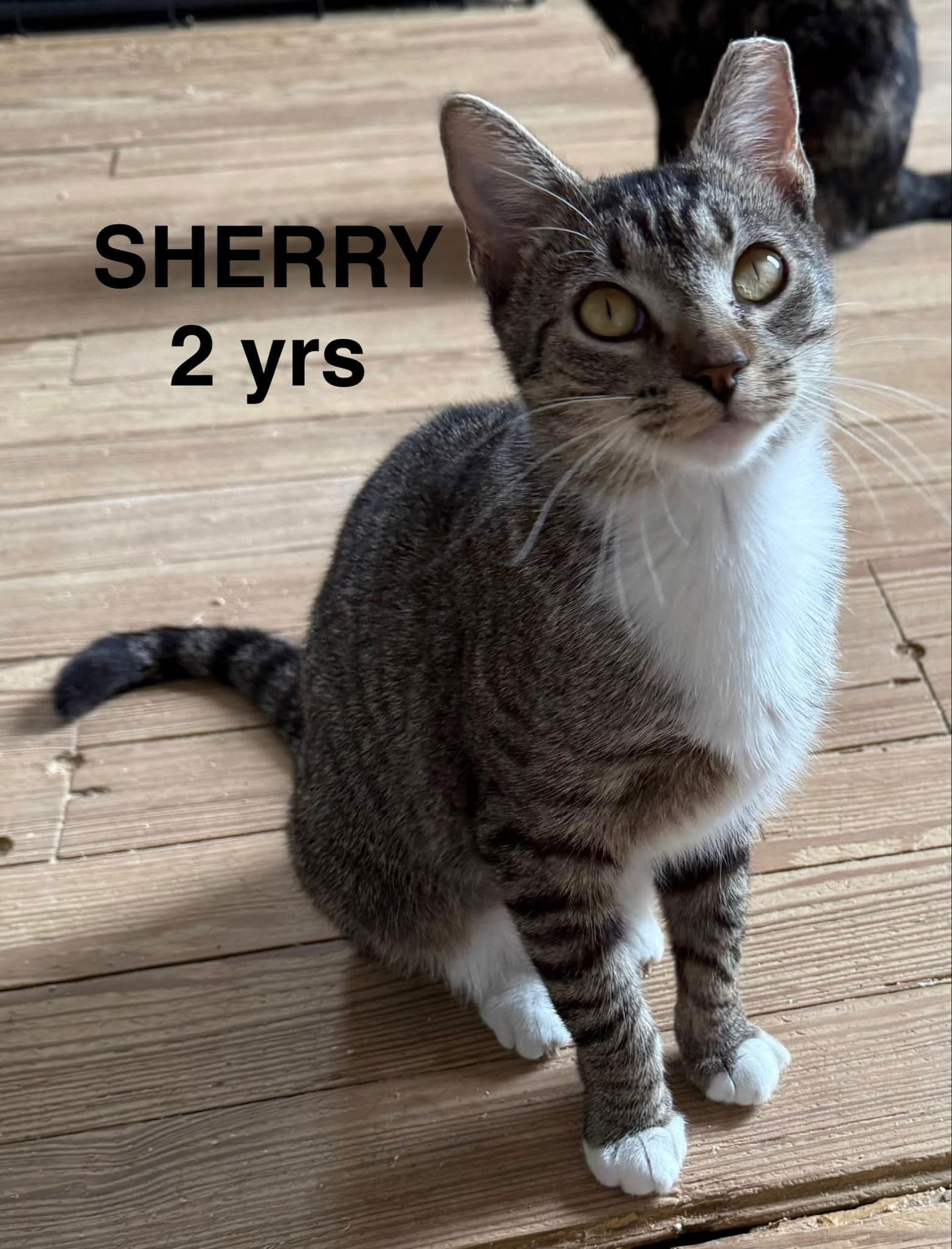 SHERRY - Domestic Short Hair available for adoption