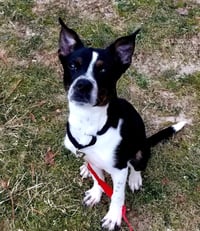 MAGGIE (SHIRLEY  - Boston Terrier mix) - Photo 4