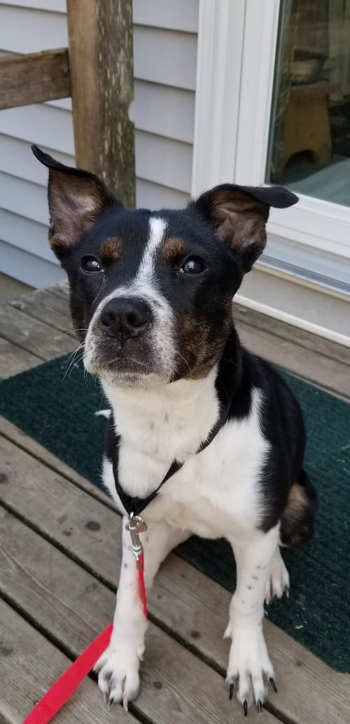 MAGGIE (SHIRLEY  - BOSTON TERRIER MIX) - Boston Terrier available for adoption
