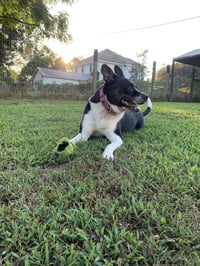 MAGGIE (SHIRLEY  - Boston Terrier mix) - Photo 3
