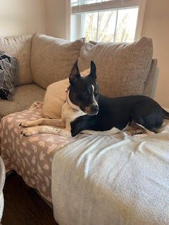 MAGGIE (SHIRLEY  - Boston Terrier mix) Image